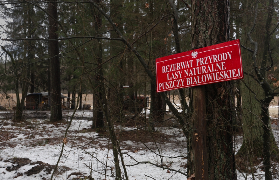 Frontière militarisée entre la Pologne et le Belarus Parc naturel de Kozie Borki